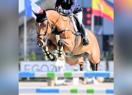 Selle Français, Castrone, 13 Anni, 175 cm, Baio