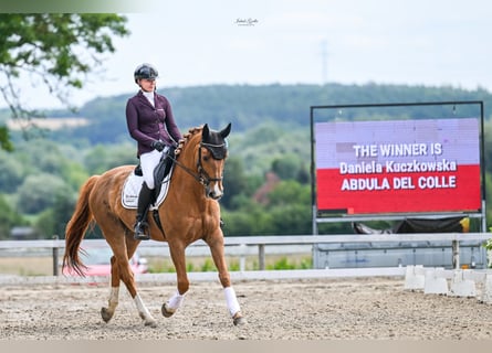 Selle Français, Castrone, 14 Anni, 167 cm, Baio