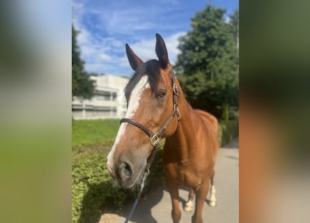 Selle Français, Castrone, 14 Anni, 170 cm, Baio