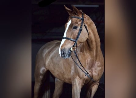 Selle Français, Castrone, 14 Anni, 180 cm, Sauro scuro
