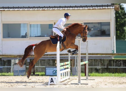 Selle Français, Castrone, 4 Anni, 165 cm, Sauro scuro