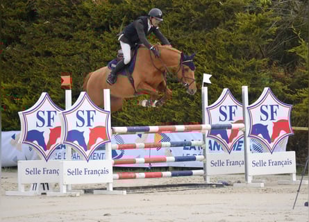 Selle Français, Castrone, 5 Anni, 165 cm, Sauro