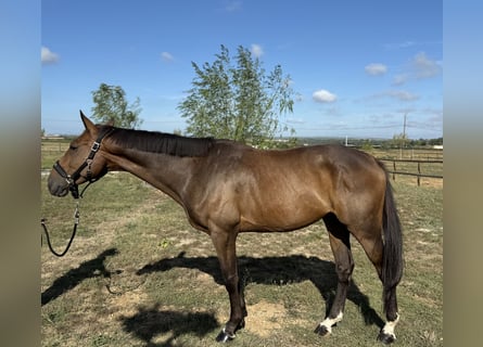 Selle Français, Castrone, 6 Anni, 166 cm, Baio