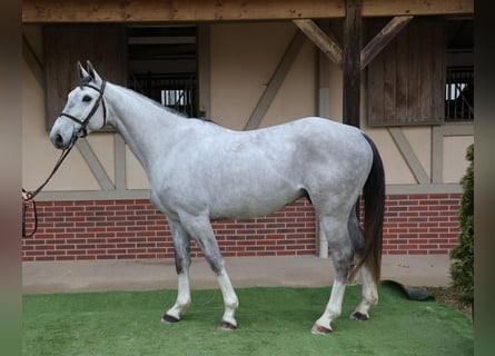 Selle Français, Castrone, 6 Anni, 167 cm, Grigio