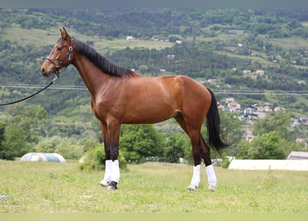 Selle Français, Castrone, 6 Anni, 172 cm, Baio