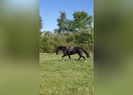 Selle Français, Castrone, 6 Anni, 172 cm