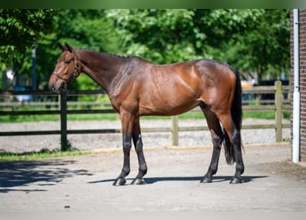 Selle Français, Castrone, 7 Anni, Baio scuro