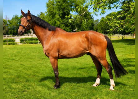 Selle Français, Castrone, 9 Anni, 182 cm, Baio