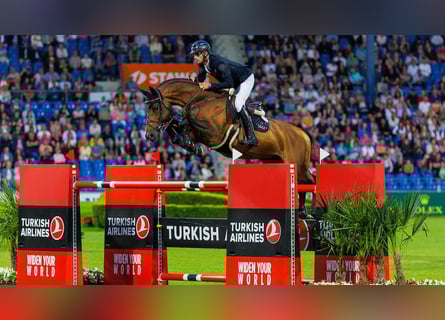 Selle Français, Sconosciuto, Embrione