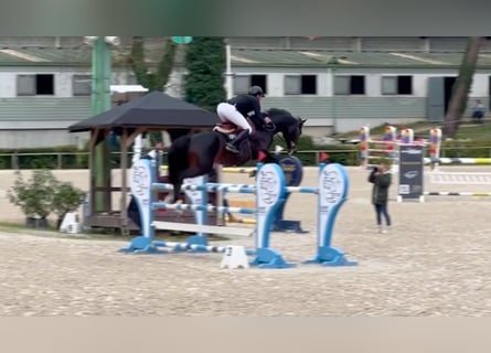 Selle Français, Étalon, 11 Ans, 164 cm, Bai cerise