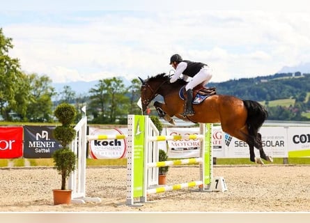 Selle Français, Gelding, 10 years, 16,1 hh, Bay-Dark