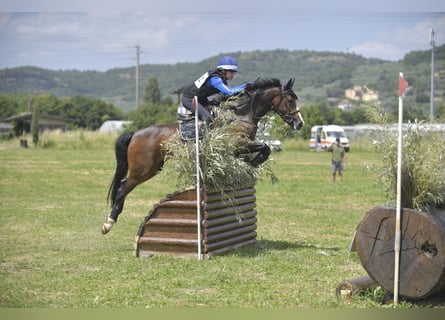 Selle Français, Gelding, 11 years, 14,2 hh, Bay