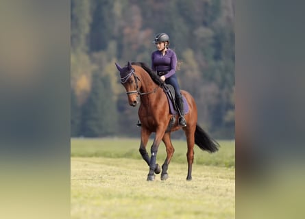 Selle Français, Gelding, 11 years, 16,1 hh, Brown