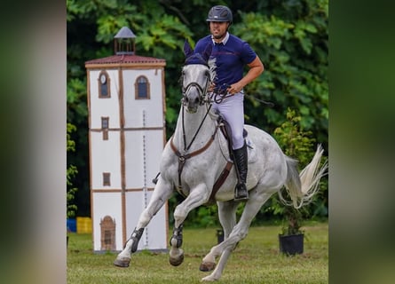Selle Français, Gelding, 11 years, 16,2 hh, Grey