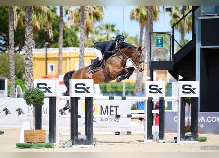 Selle Français, Gelding, 13 years, 16,1 hh, Brown