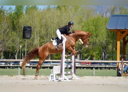 Selle Français, Gelding, 13 years, 16,2 hh