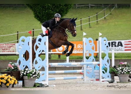 Selle Français, Gelding, 14 years, 16.1 hh, Brown