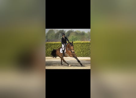 Selle Français, Gelding, 16 years, 17.1 hh, Brown