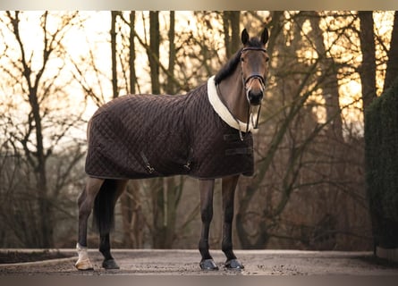 Selle Français, Gelding, 16 years, 17 hh, Brown