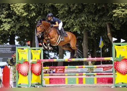 Selle Français, Gelding, 16 years, 17 hh, Brown