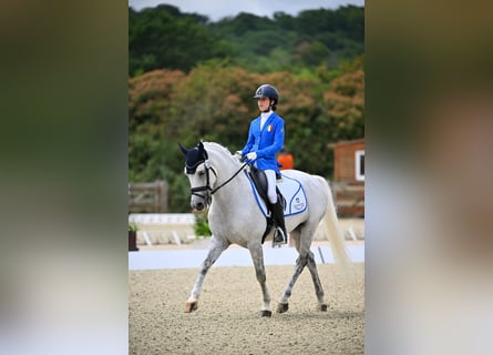 Selle Français, Gelding, 18 years, 14,2 hh, Grey