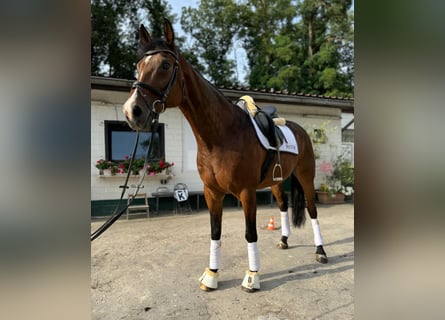 Selle Français, Gelding, 18 years, 16,2 hh, Brown