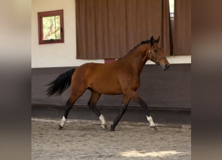 Selle Français, Gelding, 2 years, 16,2 hh, Brown