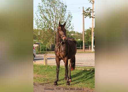 Selle Français, Gelding, 4 years, 16,2 hh, Bay-Dark