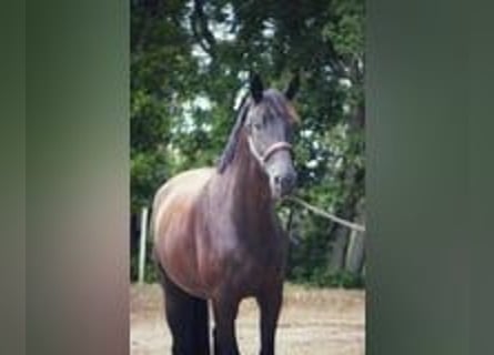 Selle Français, Gelding, 4 years, 16,2 hh, Black