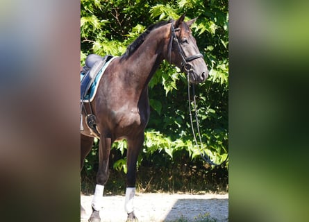 Selle Français, Gelding, 4 years, 16,2 hh, Black