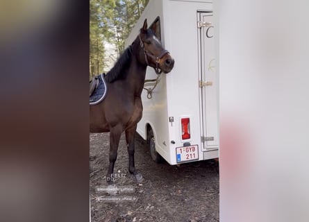 Selle Français, Gelding, 5 years, 16.1 hh, Smoky-Black