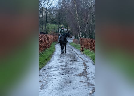 Selle Français, Gelding, 5 years, 16.1 hh, Smoky-Black