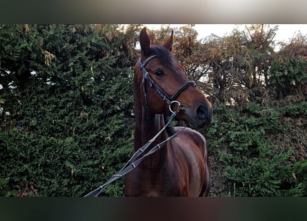 Selle Français Mix, Gelding, 5 years, 16,1 hh, Brown