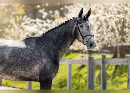 Selle Français, Gelding, 5 years, 17.2 hh, Grey