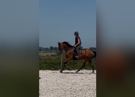Selle Français, Gelding, 6 years, 16 hh, Brown