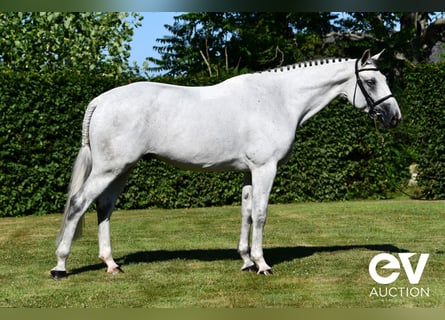 Selle Français, Gelding, 6 years, 16 hh, Gray