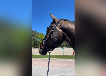 Selle Français, Gelding, 6 years, 17 hh, Brown