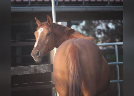 Selle Français, Gelding, 7 years, 15.2 hh, Chestnut-Red