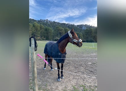Selle Français, Gelding, 7 years, 15,2 hh, Brown
