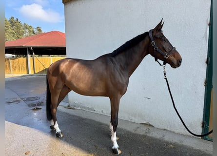 Selle Français, Gelding, 7 years, 16,3 hh, Brown