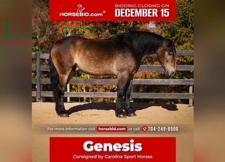 Selle Français Mix, Gelding, 7 years, 16,2 hh, Buckskin