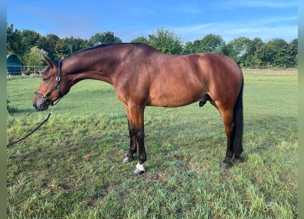 Selle Français, Gelding, 7 years, 17,1 hh, Brown
