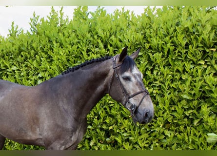 Selle Français, Gelding, 7 years, Grey