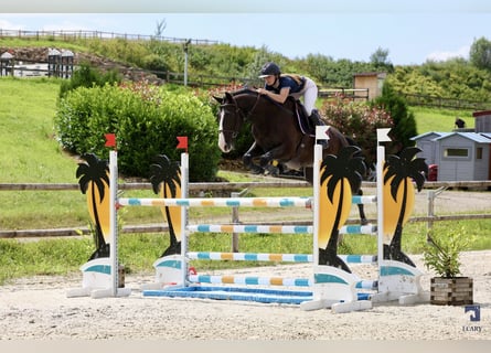 Selle Français, Gelding, 8 years, 16,1 hh, Black