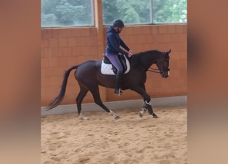 Selle Français, Gelding, 9 years, 16.1 hh, Smoky-Black