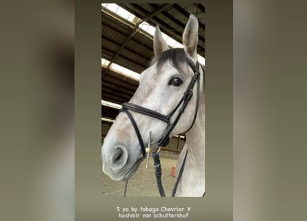 Selle Français, Gelding, 9 years, 16,2 hh, Grey