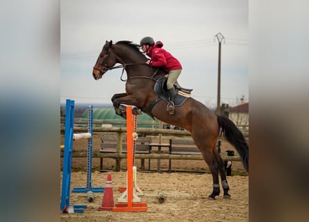Selle Français, Gelding, 9 years, 17.1 hh, Brown