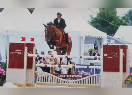 Selle Français, Gelding, 9 years, 17 hh, Brown