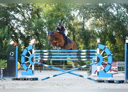 Selle Français, Gelding, 9 years, 17 hh, Brown