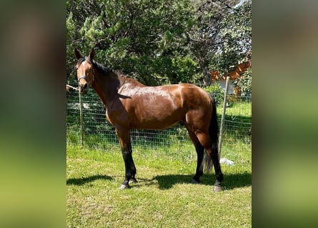 Selle Français, Gelding, 9 years, 17,1 hh, Brown